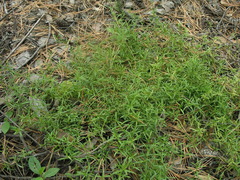 Stellaria longifolia