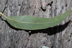 Eucalyptus siderophloia
