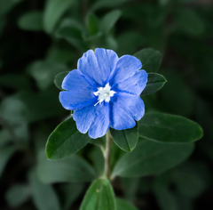 Evolvulus glomeratus