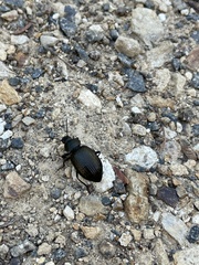 Adelium tenebrioides