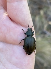 Adelium tenebrioides