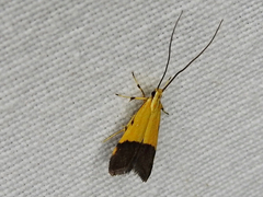 Crocanthes micradelpha