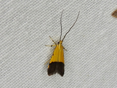 Crocanthes micradelpha