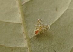 Saccharodite chrysonoe