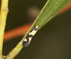 Opogona comptella