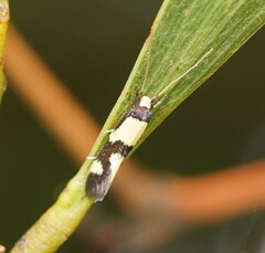 Opogona comptella