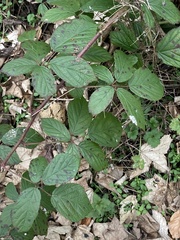 Rubus fruticosus
