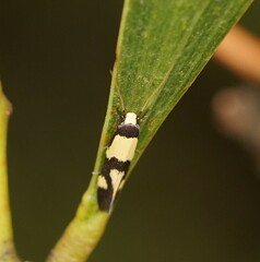 Opogona comptella
