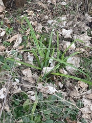 Carex sylvatica