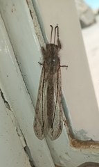 Acanthaclisini