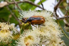 Chondropyga dorsalis