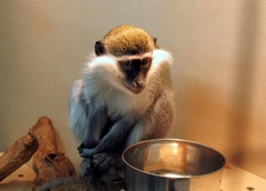 Chlorocebus aethiops