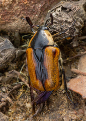 Chondropyga dorsalis