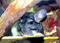 Chinchilla