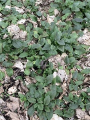 Symphytum grandiflorum