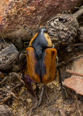 Chondropyga dorsalis