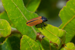 Castiarina erythroptera