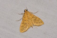 Conogethes