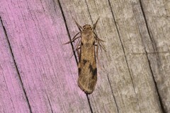 Graphosia stenopepla