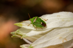 Ocirrhoe unimaculata
