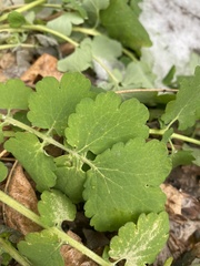 Chelidonium majus
