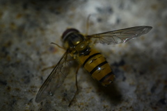 Episyrphus