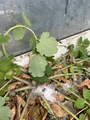 Chelidonium majus