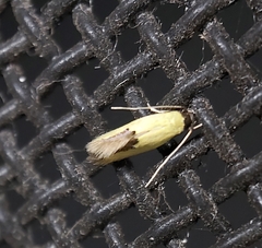 Opogona protodoxa