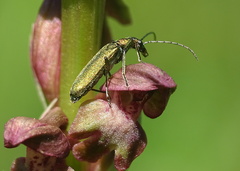 Chrysanthia viridissima