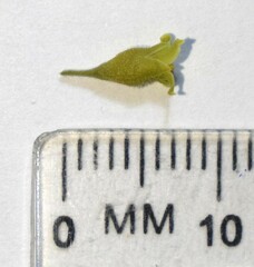 Commiphora angolensis