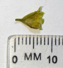 Commiphora angolensis