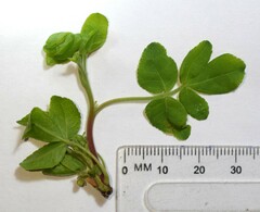 Commiphora angolensis