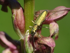 Chrysanthia viridissima