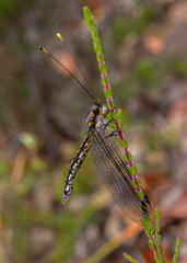 Suhpalacsa subtrahens