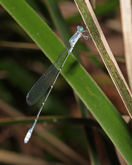 Labidiosticta vallisi