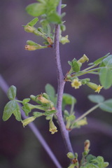 Commiphora angolensis