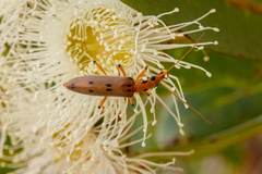 Parisopalpus nigronotatus