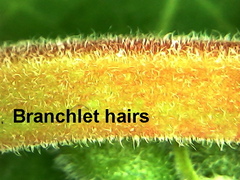 Commiphora angolensis