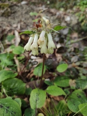 Symphytum grandiflorum