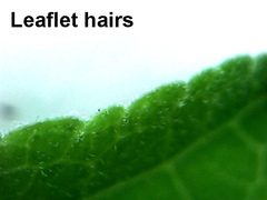 Commiphora angolensis