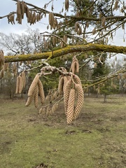 Corylus avellana