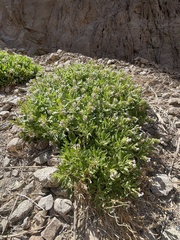 Hyoscyamus muticus