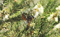 Radumeris tasmaniensis