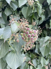 Hedera