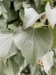 Hedera