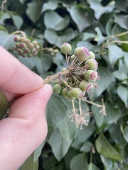 Hedera