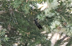Leioproctus