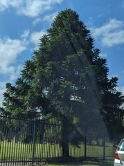 Araucaria bidwillii