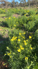 Senecio pinnatifolius
