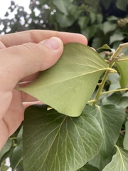 Hedera